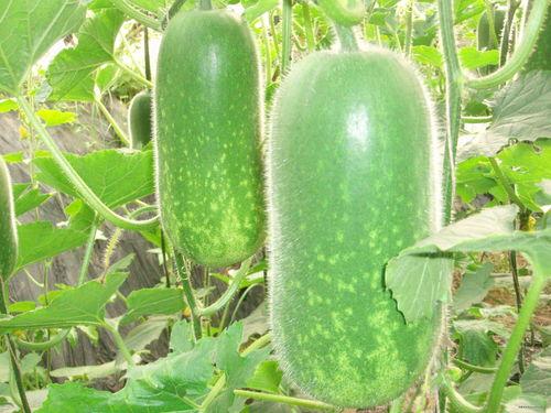 吃的大瓜图片,大瓜图片背后的美味诱惑