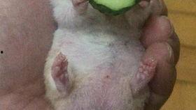 快乐老王吃瓜,瓜田里的欢乐时光