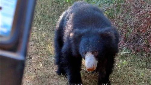 熊狮 吃瓜,吃瓜背后的生态奥秘