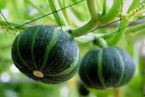 安福二中吃瓜,校园风云背后的真相