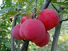 海棠吃瓜小说,揭秘娱乐圈背后的秘密风云