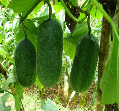 吃种的瓜,揭秘神奇的自然循环之谜