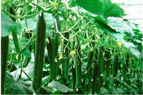 吃瓜骨科,网络热词背后的社会现象与心理解读