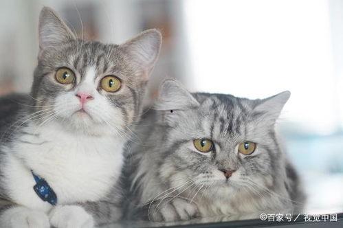 猫咪可以吃黄哈密瓜吗,黄哈密瓜的适宜性探讨