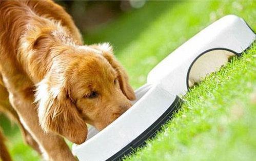 狗可以吃网纹瓜,狗狗的新宠美食揭秘