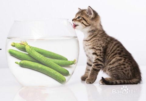 吃贝贝瓜的小猫,小猫品尝贝贝瓜的欢乐时光