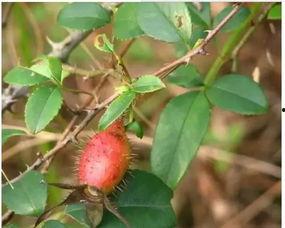 桃园奈子吃瓜,瓜田里的甜蜜诱惑