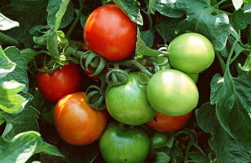 吃瓜十八 番茄小说,番茄小说中的悬疑世界